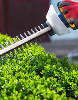 weed control melbourne